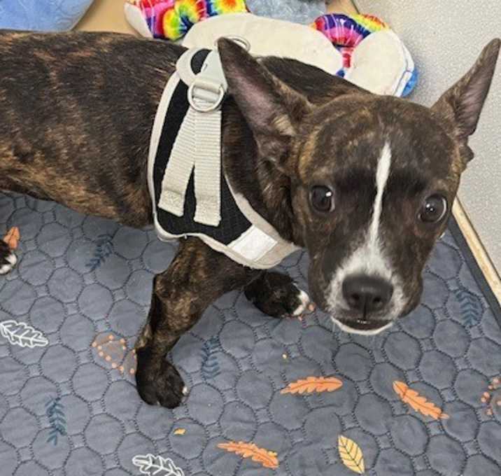 Photo of Louie