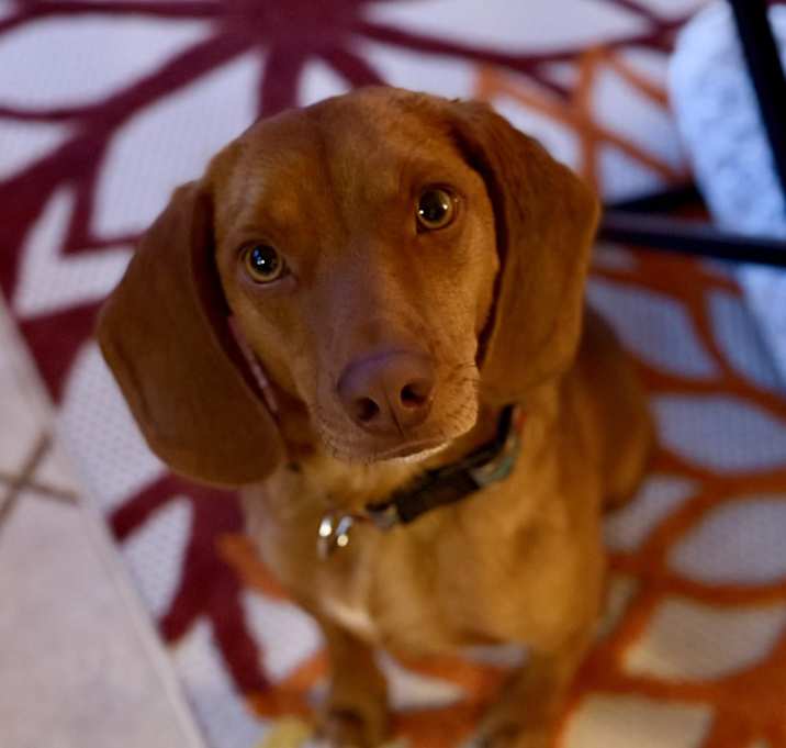 Photo of Peanut