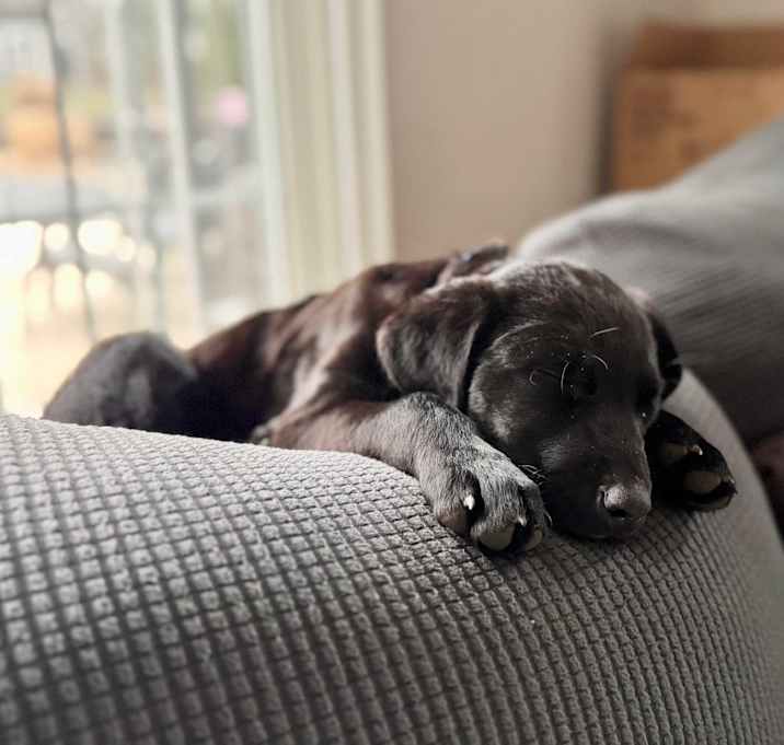 Photo of Duke