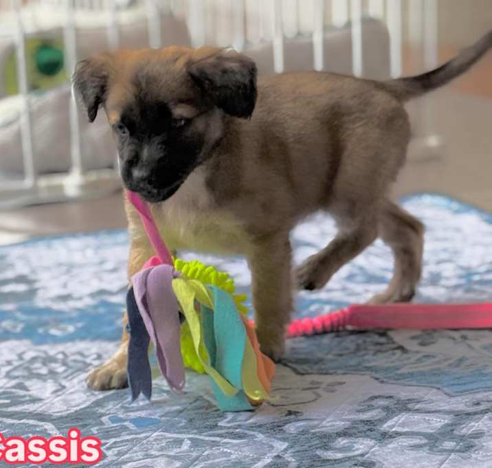 Photo of Casis