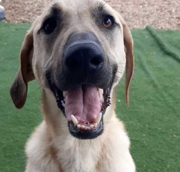 Photo of Olive