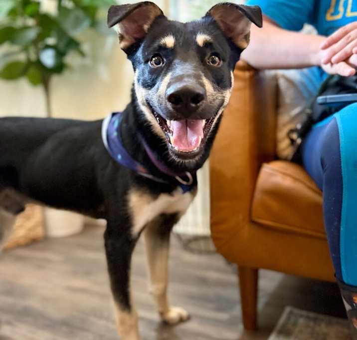 Photo of Wrigley the wonderful boy