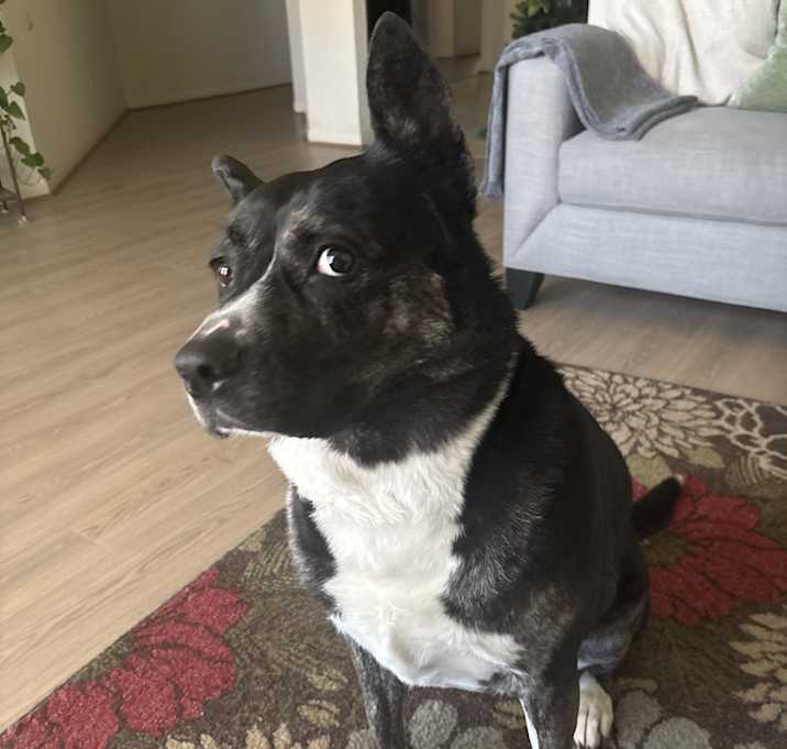 Photo of Sheba