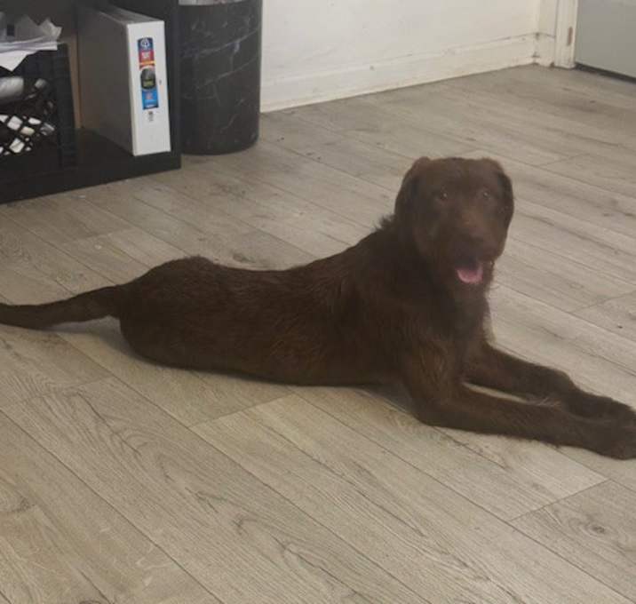 Photo of Coco