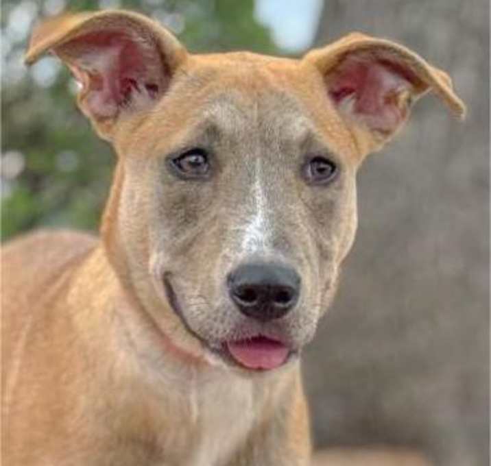 Photo of Sierra