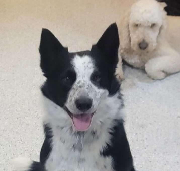 Photo of Tippy