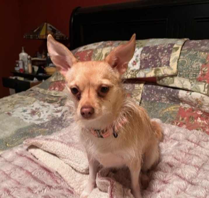 Photo of Frannie (25-020 D)
