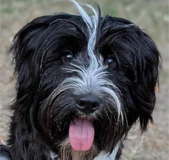 Photo of Teacup