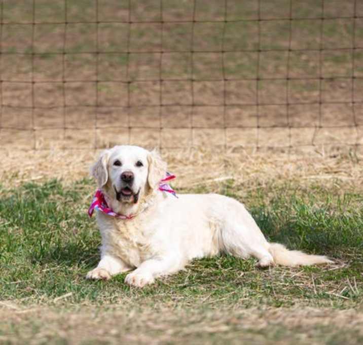 Photo of Paisley
