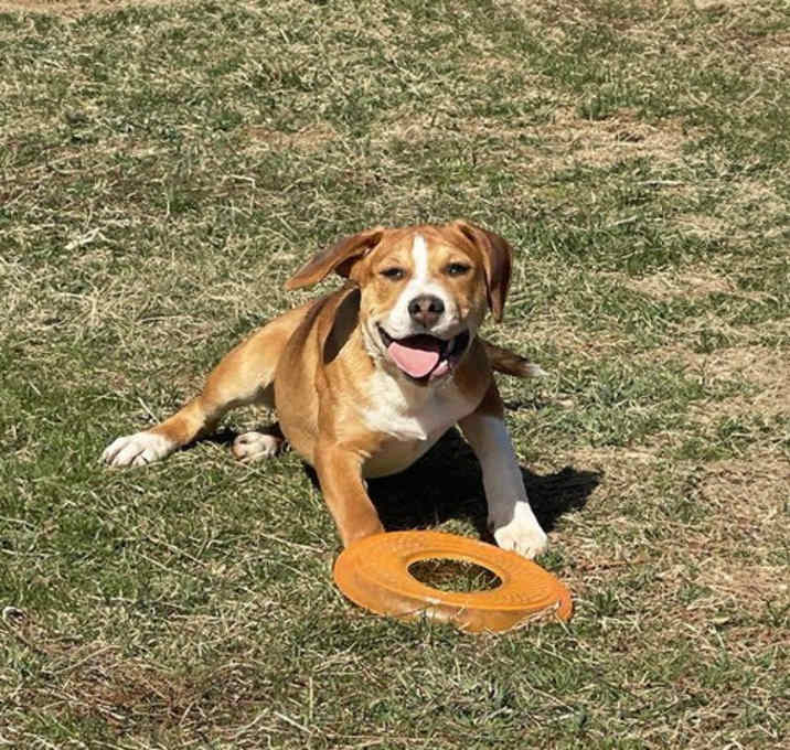 Photo of Ollie