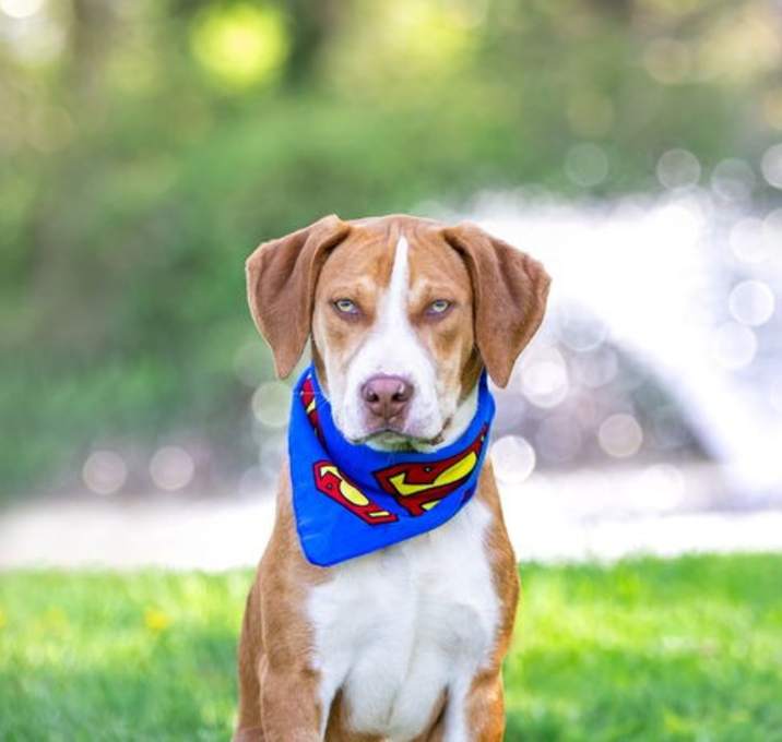 Photo of Chip