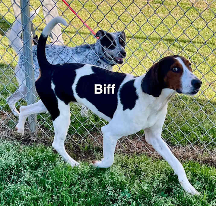 Photo of Biff