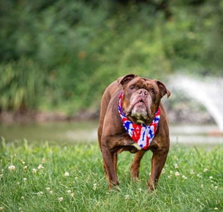 Photo of Meatball