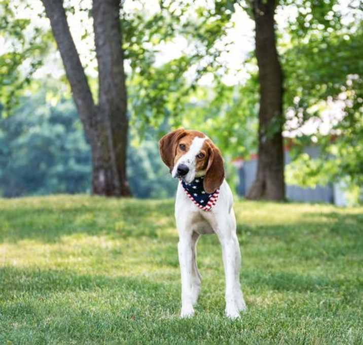 Photo of Boone