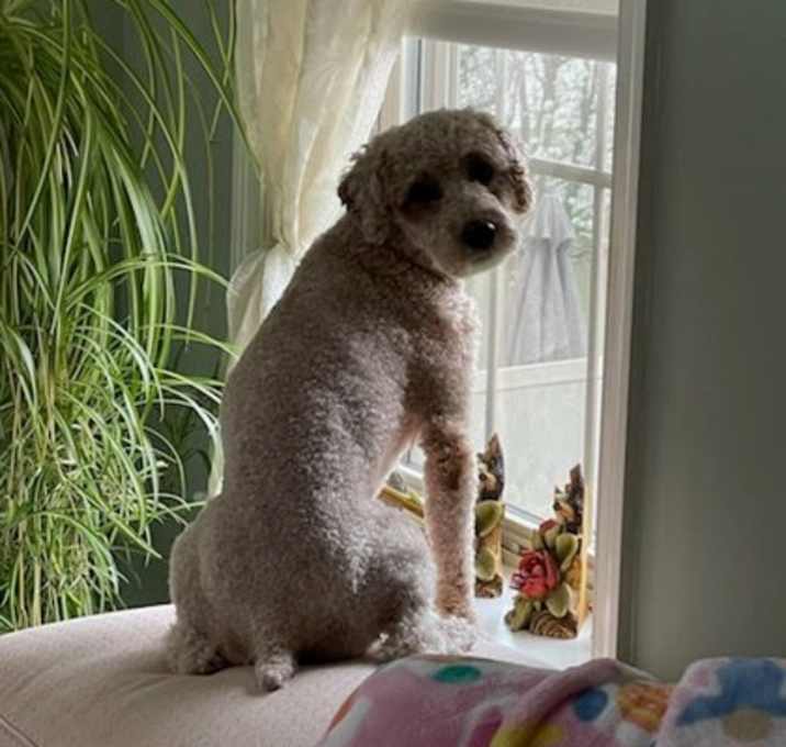 Photo of Finn