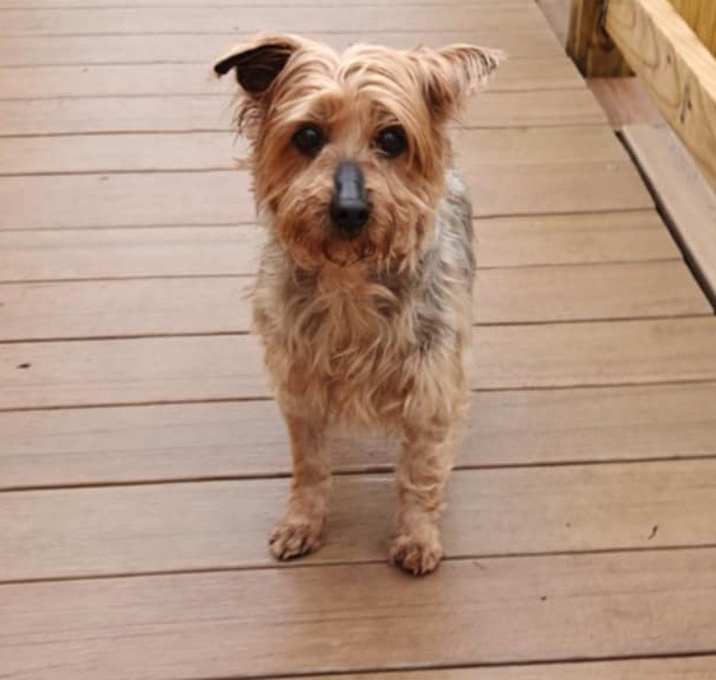 Photo of marigold