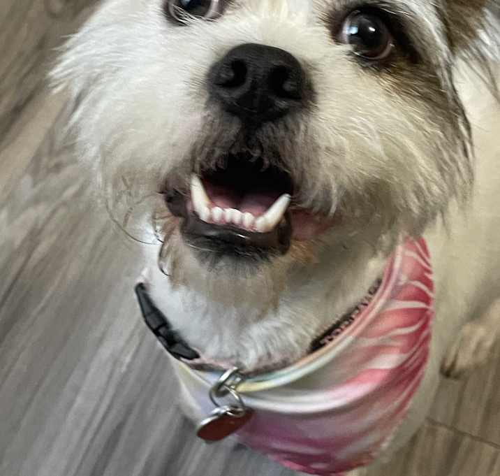 Photo of Zoey