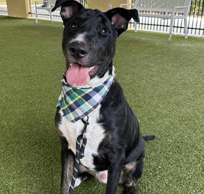 Photo of Buddy