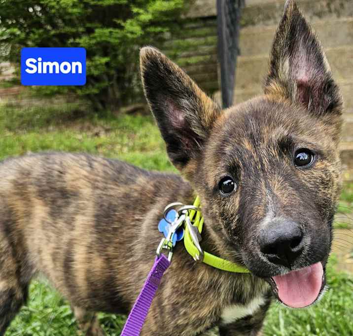 Photo of Simon (10wk PUPPY)