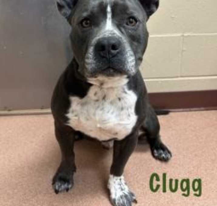 Photo of Clugg