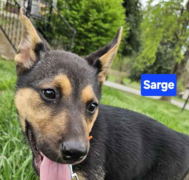 Photo of Sarge (10wk PUPPY)