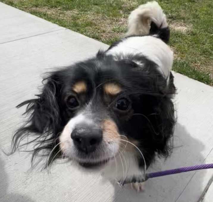 Photo of Oreo
