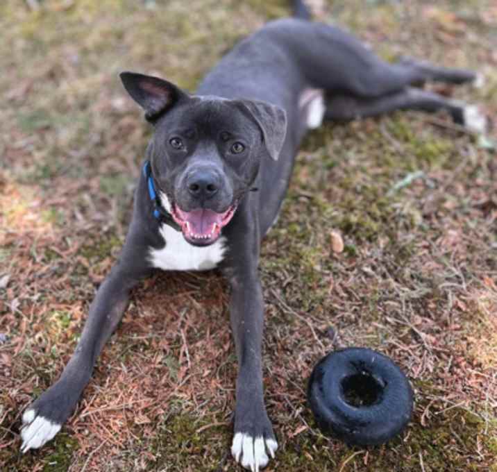 Photo of Dusty
