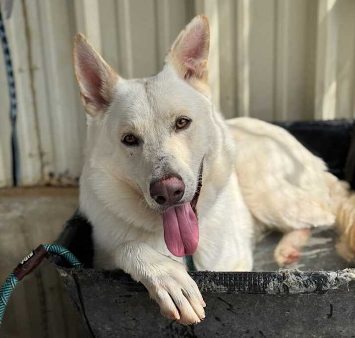 Photo of Balto