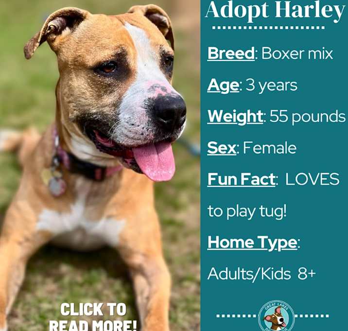 Photo of Harley