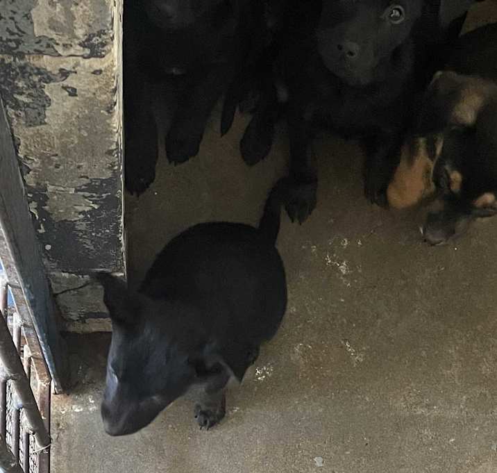 Photo of PUPPIES