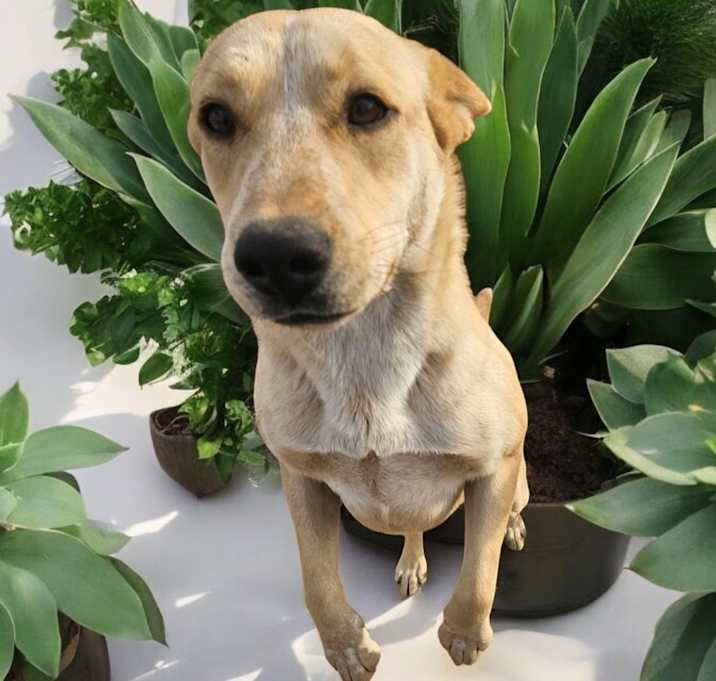 Photo of Tulip
