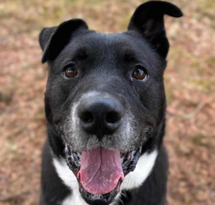 Photo of Sadie