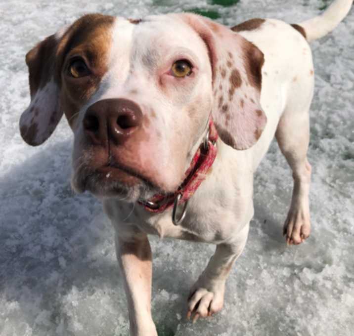 Photo of Brownie