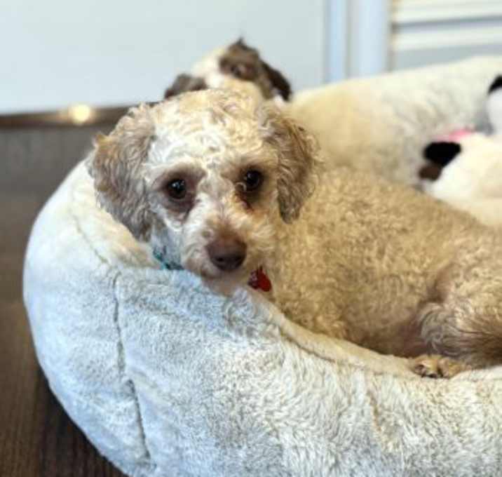 Photo of Roxy