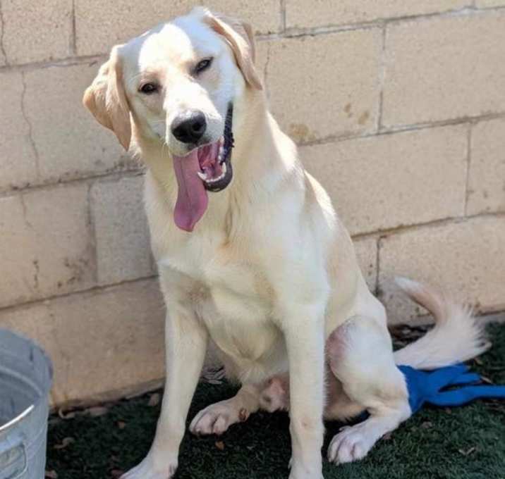 Photo of Sarge