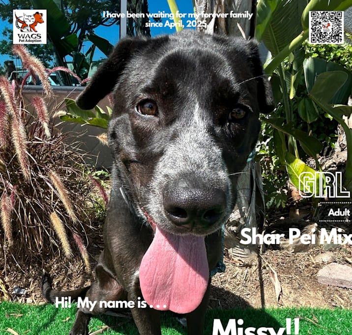 Photo of Missy