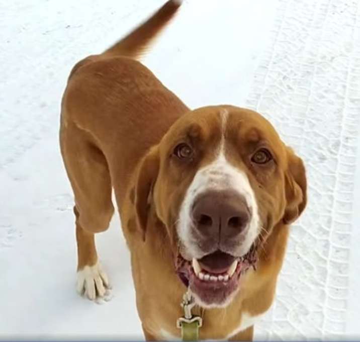 Photo of Hank (2yo, 85lbs)