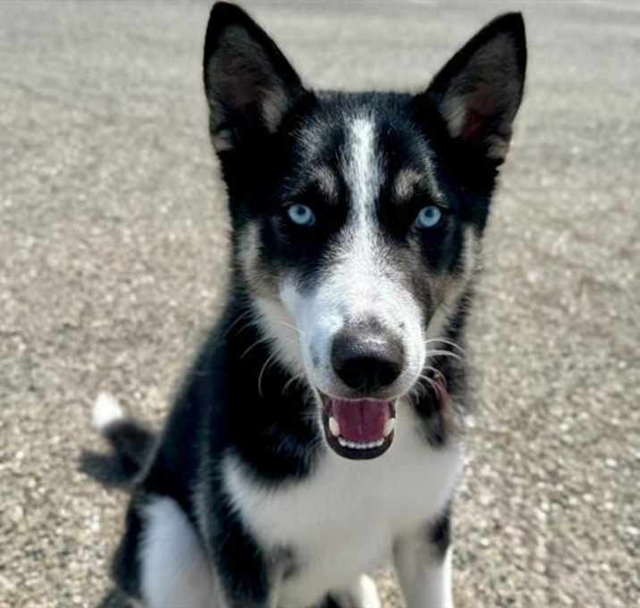 Photo of *SULLY