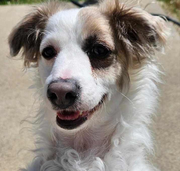 Photo of Toblerone aka Toby