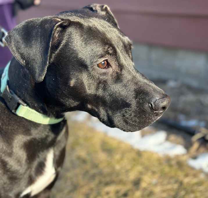 Photo of Rambo