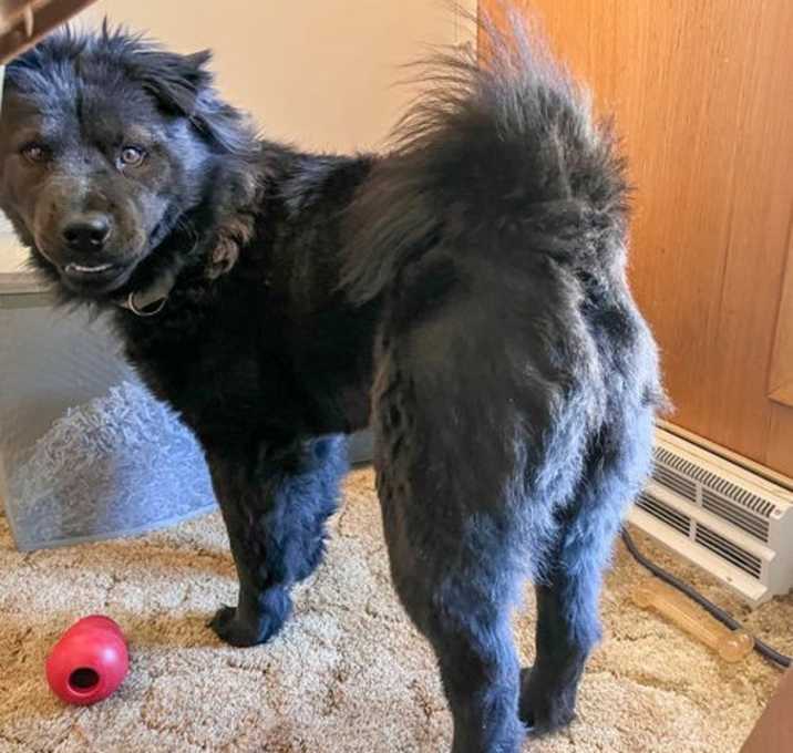 Photo of Suki aka Honey Bear
