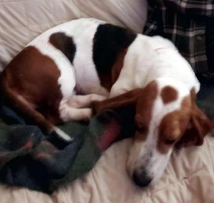Photo of NATASHA - ADOPTION PENDING!