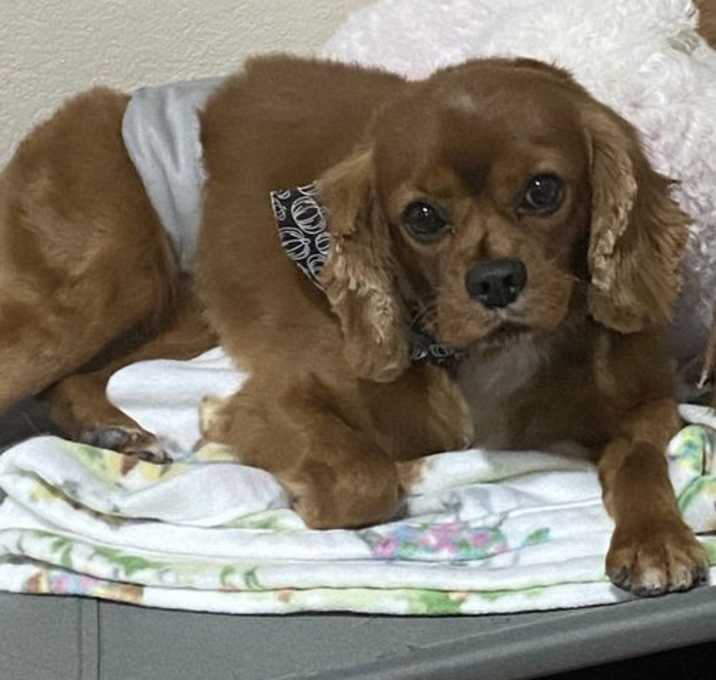 Photo of Charles (Charlie)