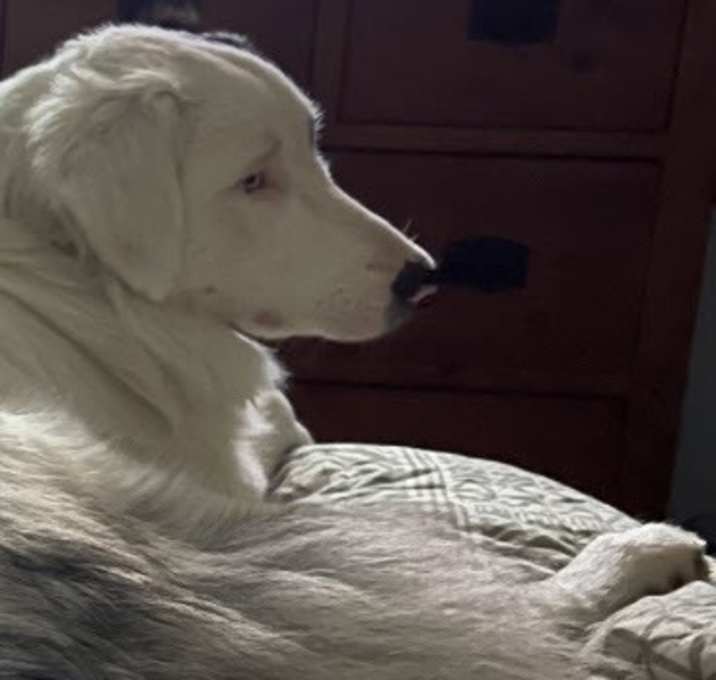 Photo of Shadow