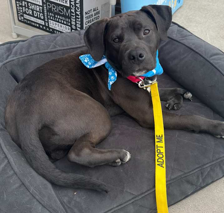 Photo of Bucky w/front leg deformity