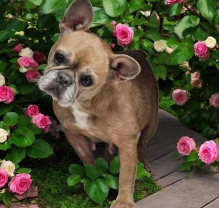 Photo of Darla