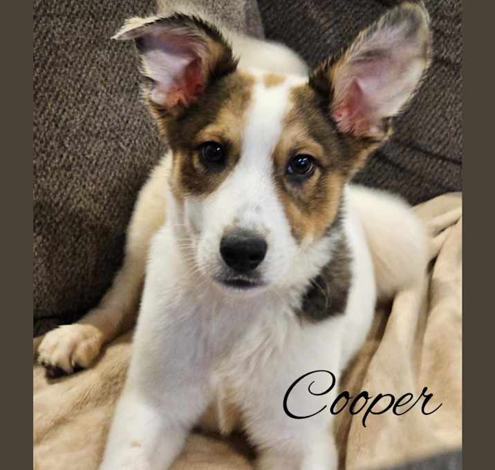 Photo of Cooper