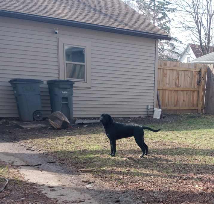 Photo of Remy
