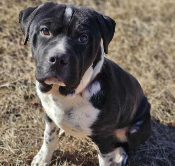 Photo of Zorro