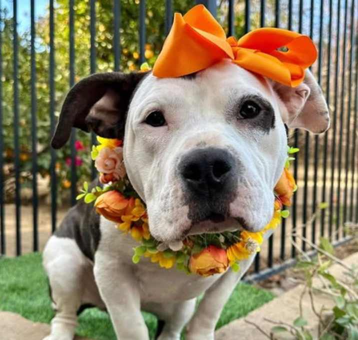 Photo of Bindi